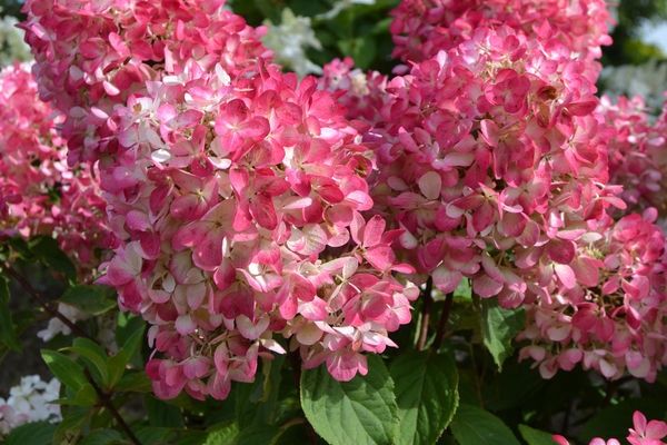 Hydrangea, Diamond Rouge 5 gal