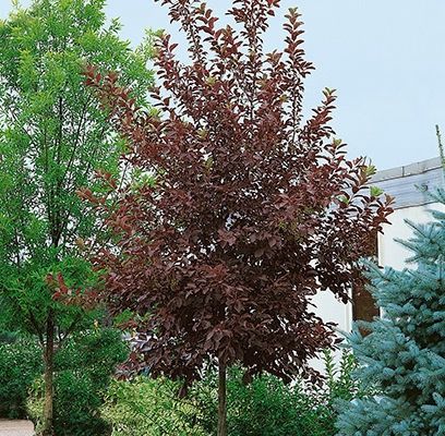 Canada Red Select Chokecherry 15 gal