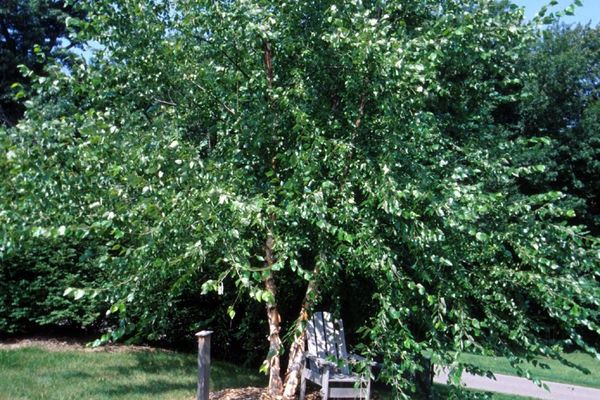 Birch, River 7 Gal