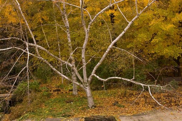 Birch, Paper Cl 5' CL