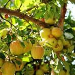 Apple, Honeygold 1&quot; CVI