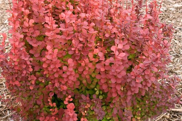 Barberry, Orange Rocket 2 gal