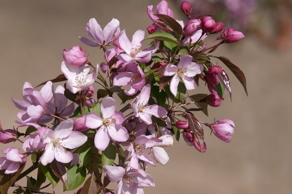Crab, Pink Spires 6&#39;