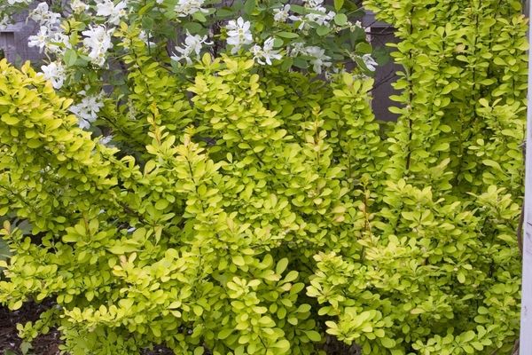 Barberry, Sunjoy Pillar 2g