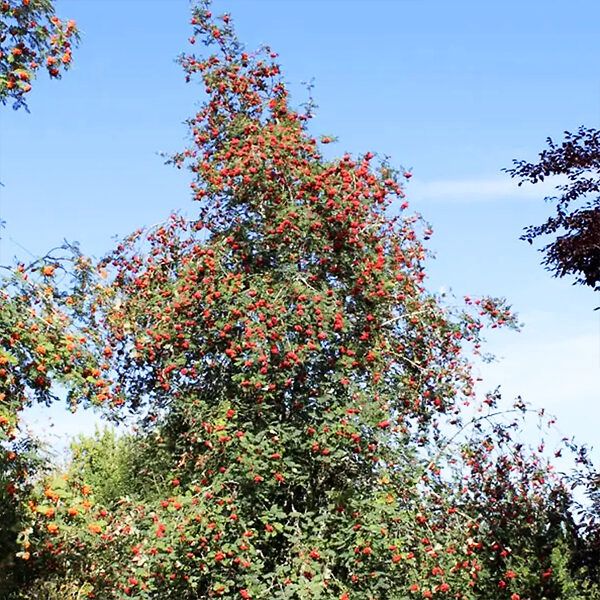 Ash, Cardinal Royal 1&quot;