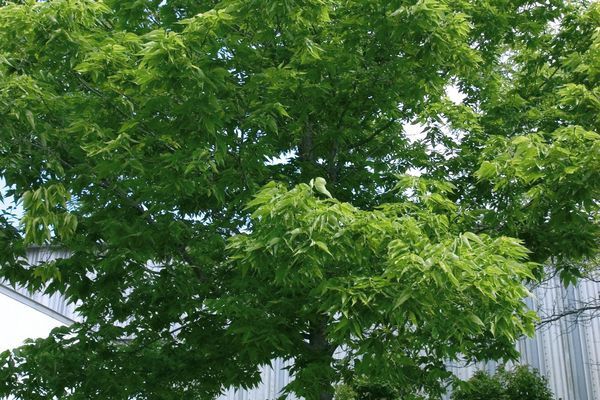 Hackberry, Common 6&#39;