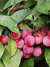 Plum, Compass Cherry 11/16