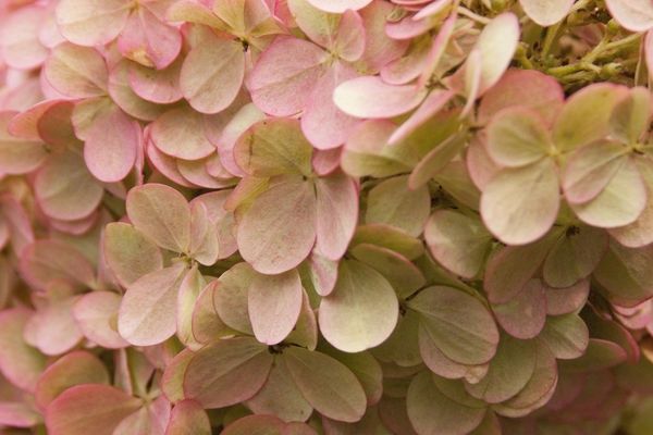 Hydrangea, Vanilla Strawberry 2'
