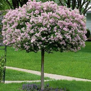 Lilac, Dwarf Korean 4&#39; S 18&quot;