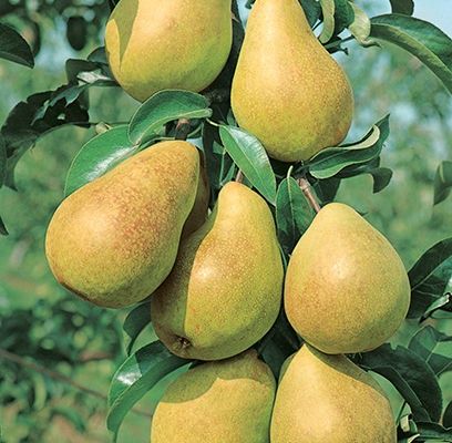 Pear, Luscious 1&quot;