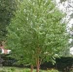 Chokecherry, Amur 10Gal. 1&quot;