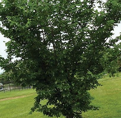 Elm, Prairie Expedition 15 gal