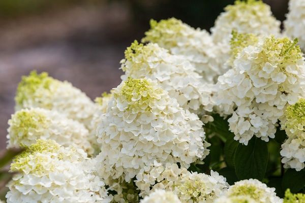 Hydrangea, Little Hottie 2 gal