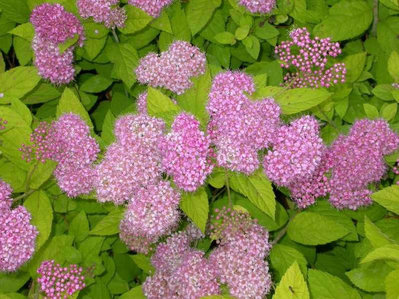 Spirea, Golden Princess 9"