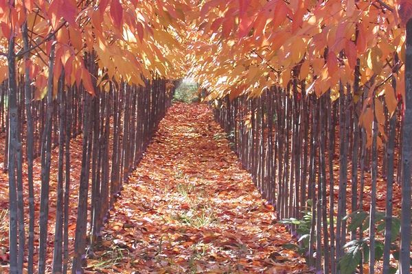Ash, Autumn Purple 2" B&amp;B