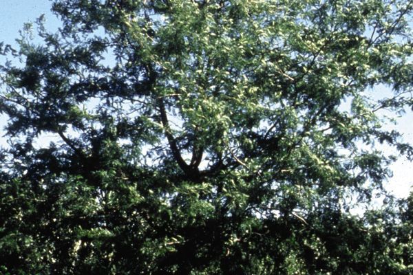 Honeylocust, Northern Acclaim 2 1/2''