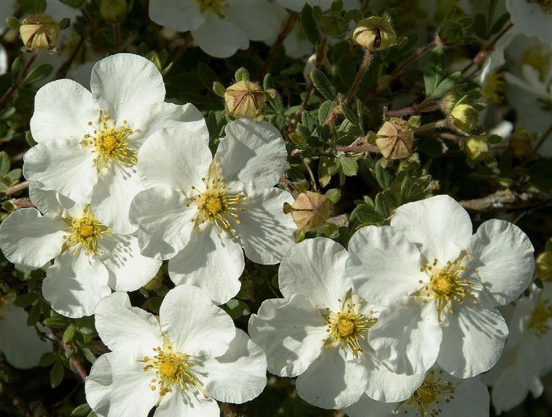 Potentilla, Abbotswood 12&quot;