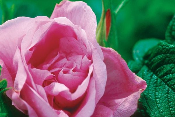 Rose, Puple Pavement 1 gal
