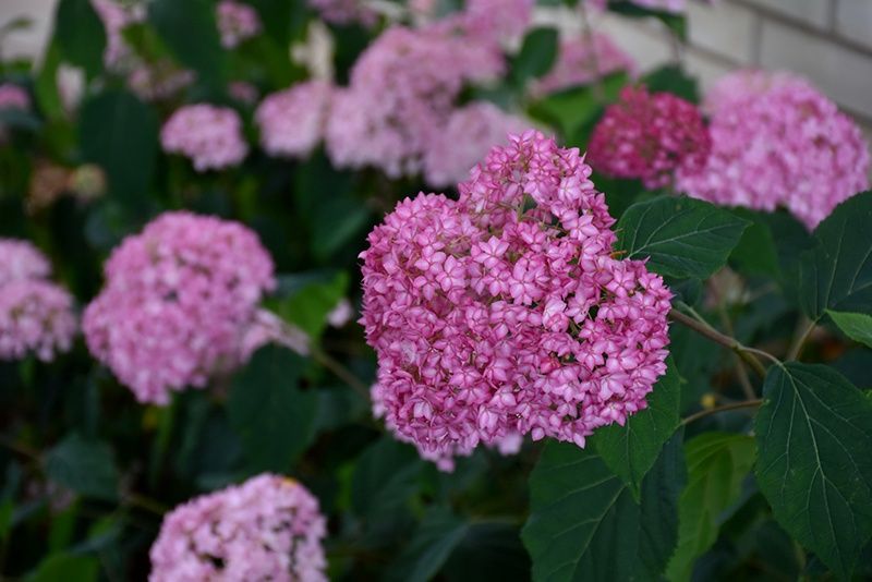 hydrangea, Bella Anna 2g