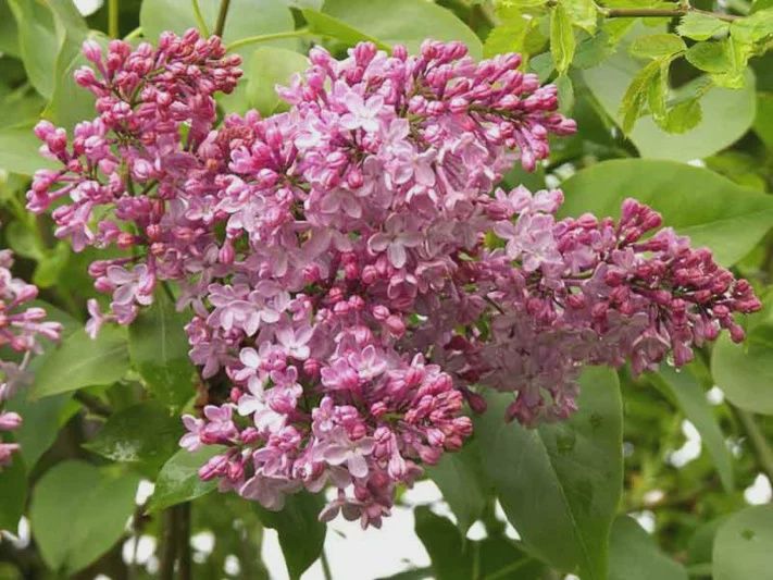 Lilac, Maiden's Blush 2 gal