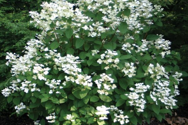Hydrangea, Quick Fire 3 gal