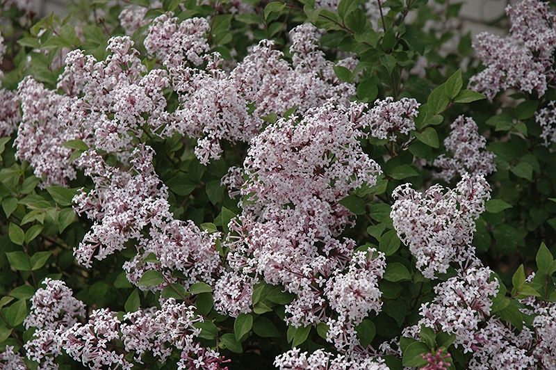 Lilac, Sugar Plum Fairy 6"