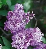 Lilac, Prairie Petite 6"
