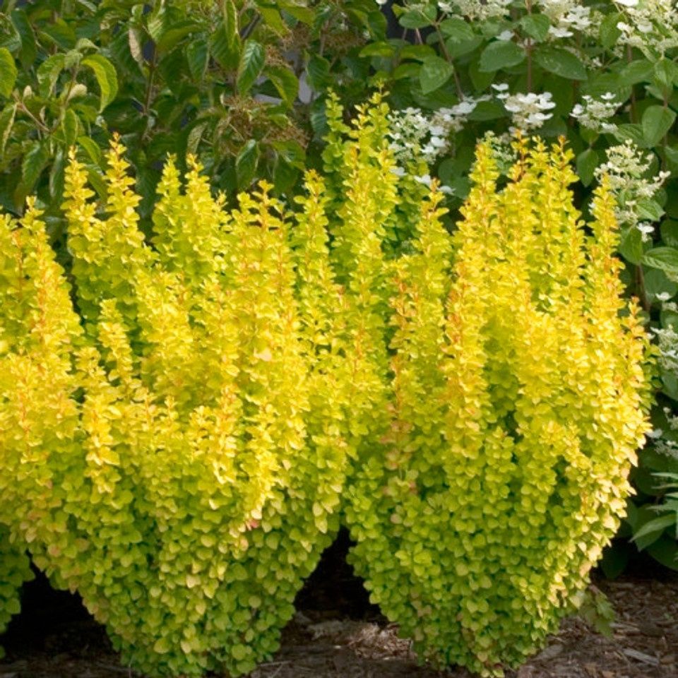 Barberry, Gold Pillar 2 gal