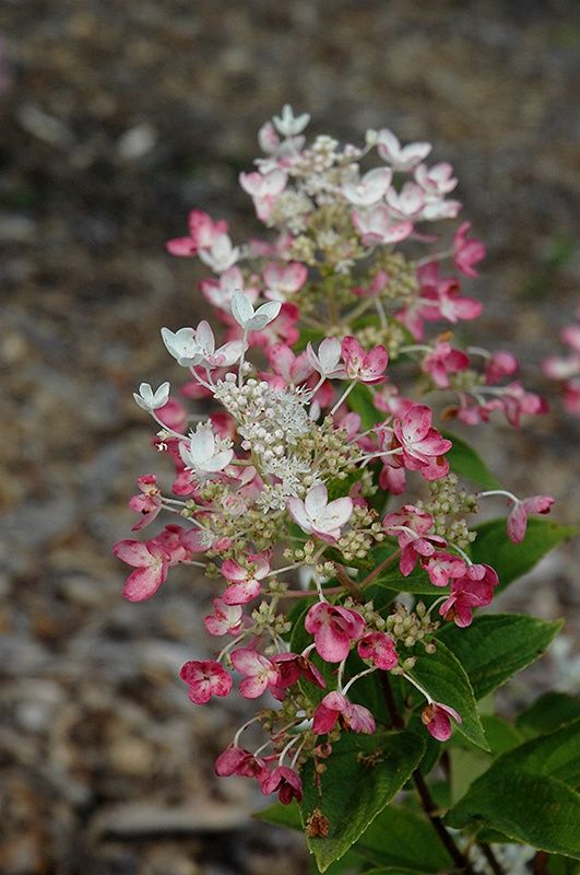 Hydrangea, Tickled Pink 2g