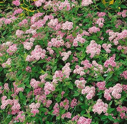 Spirea, Little Princess 2 gal