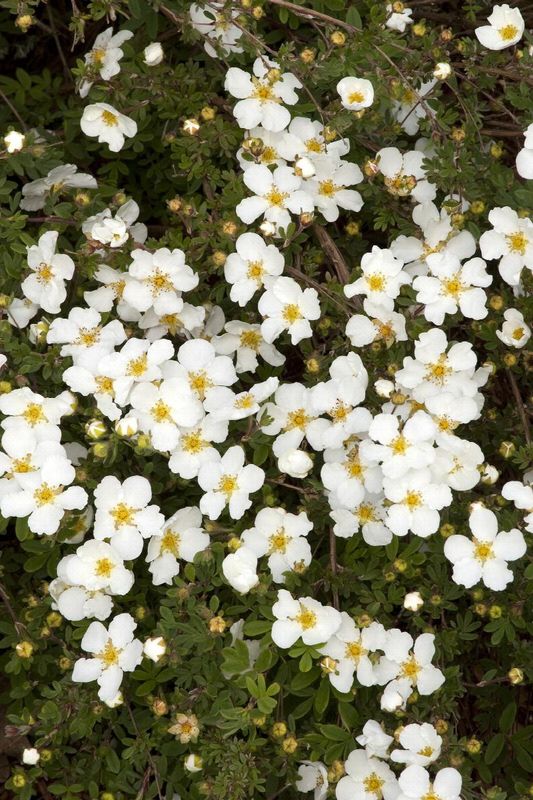 Potentilla, Abbotswood 1 gal