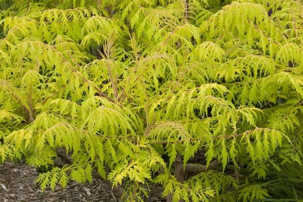 Sumac, Tiger Eyes 2 Gal