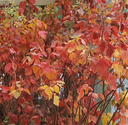 Sumac, Fragrant 2&#39;