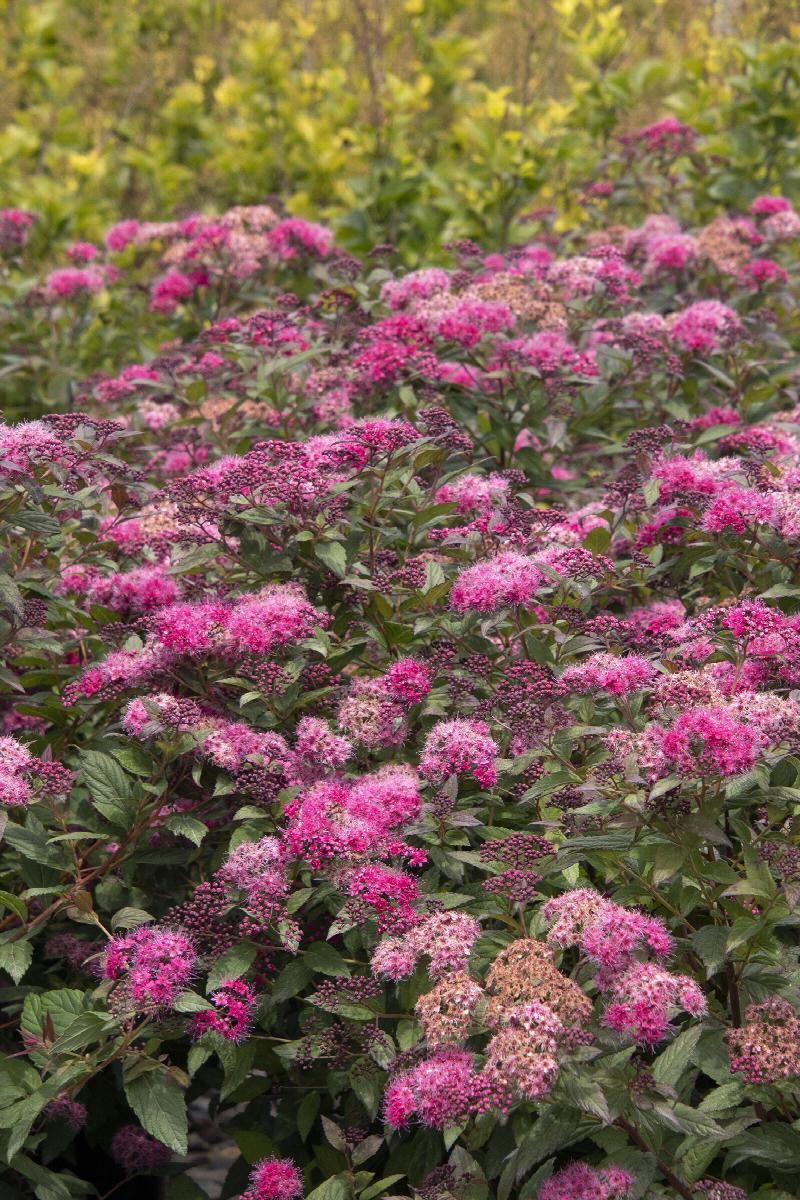 Spirea, Plumtastic 5 gal