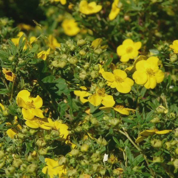 Potentilla, Jackman 2 gal