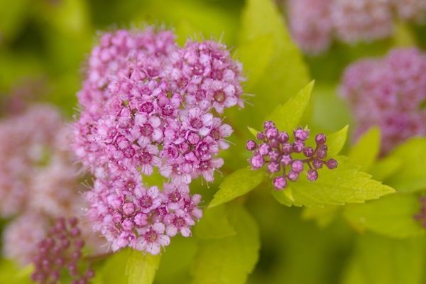 Spirea, Sundrop 1 gal