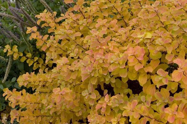 Spirea, Tor Birchleaf 15"