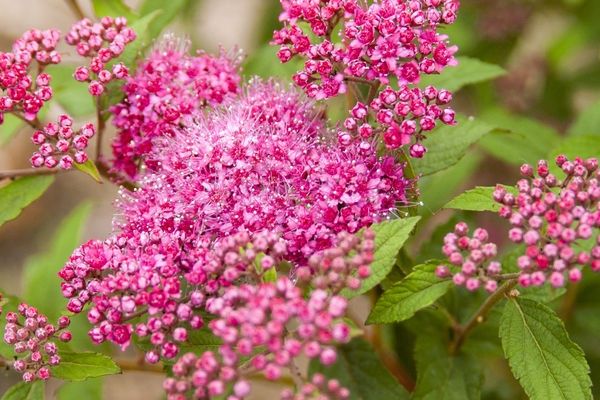 Spirea, Superstar 2 Gal