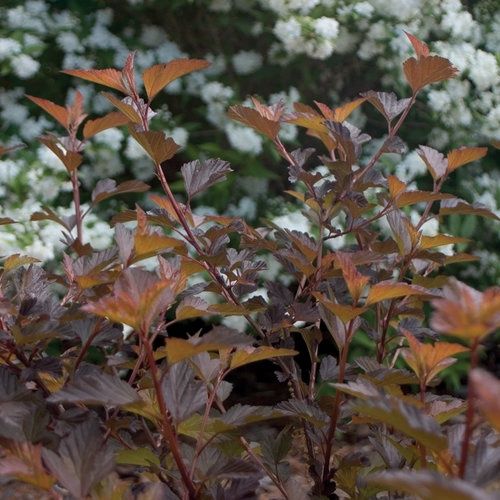 Ninebark, Coppertina 5 gal