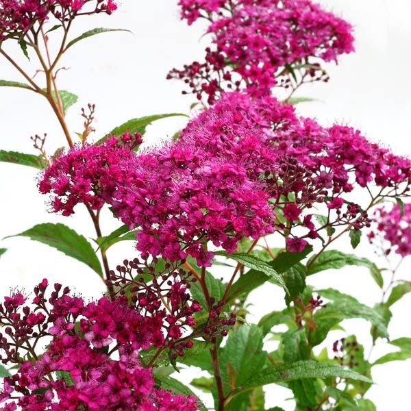 Spirea, Dart&#39;s Red 12&quot;