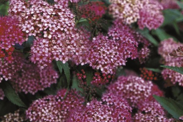 Spirea, Neon Flash 2 gal