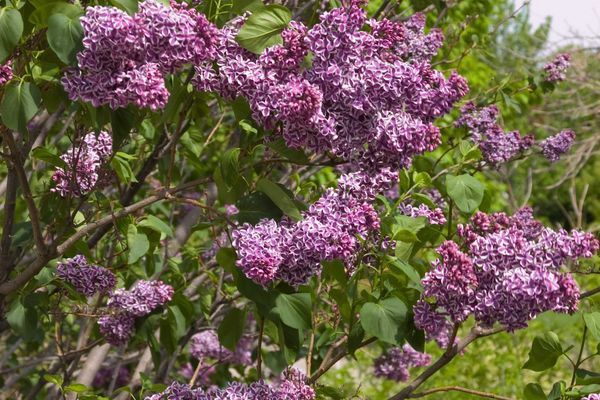 Lilac, Sensation 3 gal