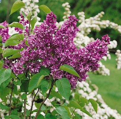 Lilac, yankee doodlle 2 gal