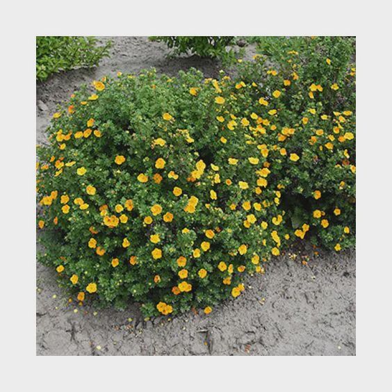 Potentilla, Mango Tango 2 gal