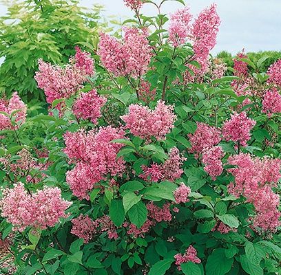 Lilac, Donald Wyman 2 gal