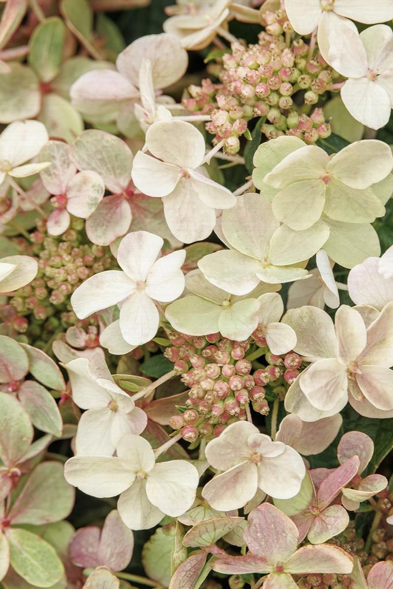 Hydrangea, Early Evolution 2 gal