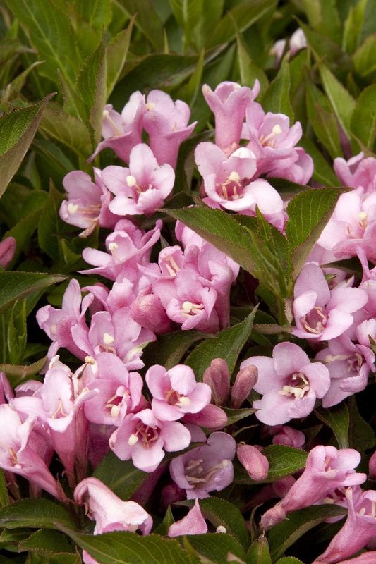 Weigela, Pink Poppet 2 gal