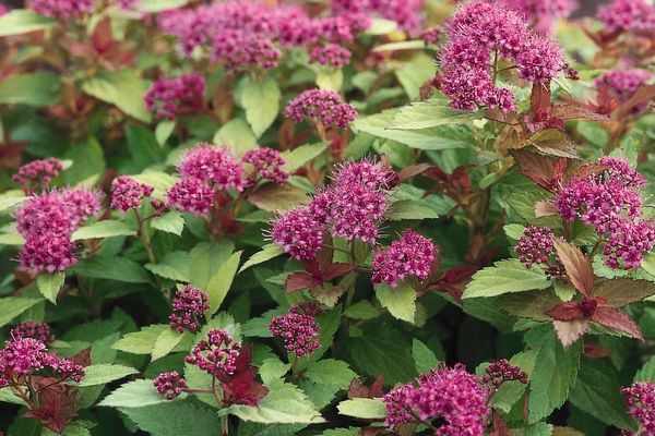 Spirea, Magic Carpet 1 gal