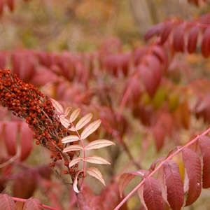 Sumac, Smooth 18&quot;