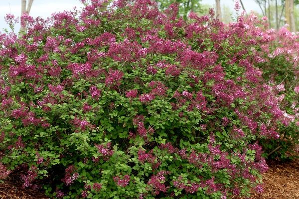 lilac, bloomerang 8 "